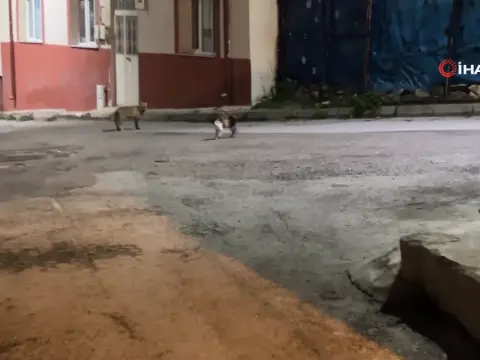 Bayburt'ta sokak kedisi yiyeceğine göz koyan tilkiyi kovaladı