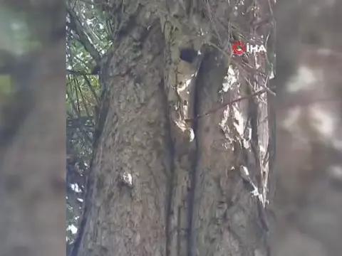 Elazığ'da sincapların neşeli ceviz toplama anları sosyal medyayı gülümsetti