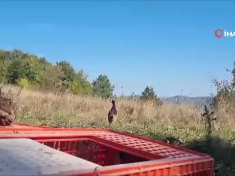 Sinop'ta yaban hayatını desteklemek amacıyla sülünler doğaya salındı