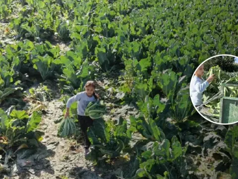Burdur'da 9 Yaşındaki Medine'nin Okuma Azmi ve Tarla Mücadelesi