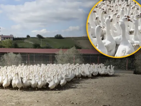 Şehir hayatını bir çırpıda sildiler, hayatları değişti! 50 kazla başladılar, şimdi paraya para demiyorlar