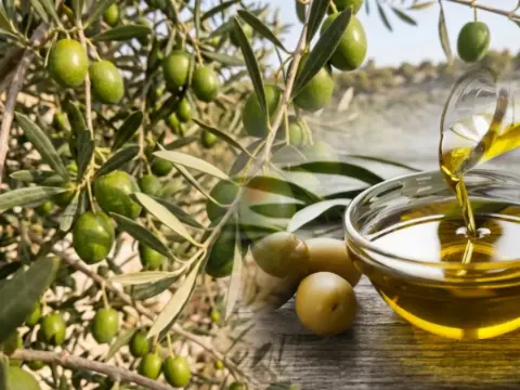 Zeytin üreticisinin gözü bu rakamda! Bir kilo yağlık zeytinin maliyeti şaşırttı