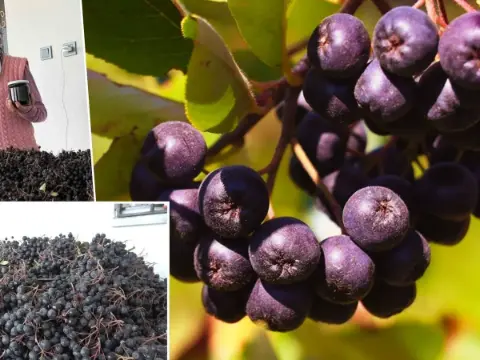 Oğlunun önerisiyle başladı, 4 yılda verim arttı: Kilosuyla değil yarım kilosuyla 400 liraya satıyor