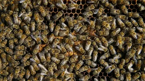 Arı sokması ne zaman ölümcül olur? Uzmanından hayati uyarılar