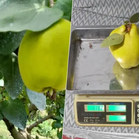 Geyve'de "dalların altın sarısı" görenleri şaşırttı! Normalin 8 katı büyüklükte: Tek biri neredeyse bir kilo!