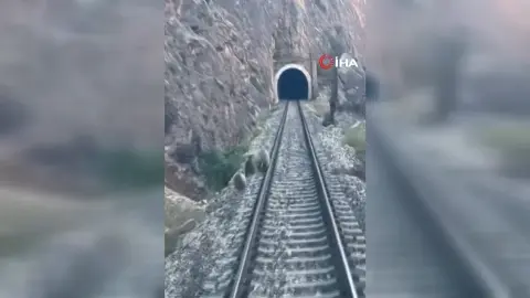 Sivas Divriği'de tren raylarına inen anne ayı ve yavruları treni durdurdu