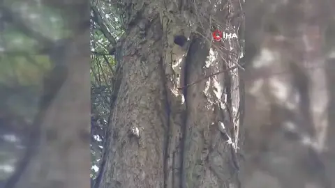 Elazığ'da sincapların neşeli ceviz toplama anları sosyal medyayı gülümsetti