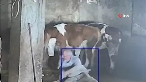 Sevmek istediği inek tekme attı:''Bundan sonra daha dikkatli olacağım