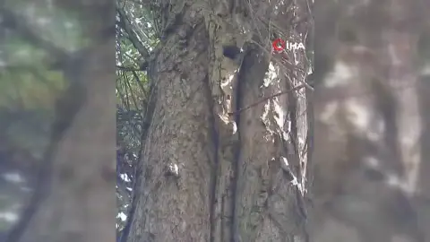Elazığ'da sincapların neşeli ceviz toplama anları sosyal medyayı gülümsetti