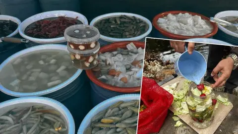 Yılda 40 bin ton üretiliyor: Gedelek turşusunun sırrı asırlık çınarların gölgesinde