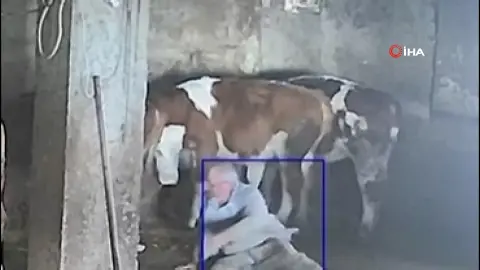 Sevmek istediği inek tekme attı:''Bundan sonra daha dikkatli olacağım