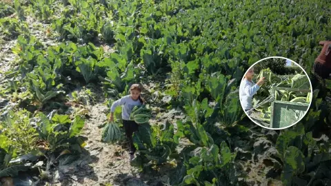 Burdur'da 9 Yaşındaki Medine'nin Okuma Azmi ve Tarla Mücadelesi
