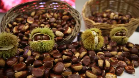 Aydın'da sezonun ilk kestanesi altın pahasına satıldı! Kilogram fiyatını duyan şaşırdı