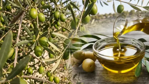 Zeytin üreticisinin gözü bu rakamda! Bir kilo yağlık zeytinin maliyeti şaşırttı