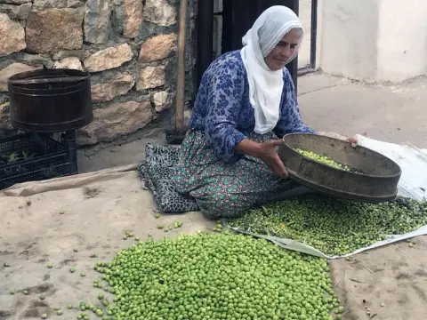 Kilosu 400 liradan kapış kapış gidiyor: Altın madalyalı Derik zeytininde hasat zamanı