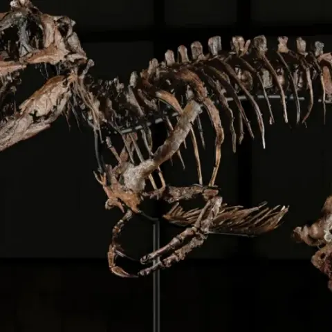 Dinozor fosiline servet ödediler: 47,3 milyon dolara satıldı