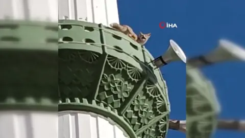 Mersin Mut'ta cami minaresine çıkan tilki cep telefonuyla görüntülendi