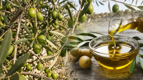 Zeytin üreticisinin gözü bu rakamda! Bir kilo yağlık zeytinin maliyeti şaşırttı