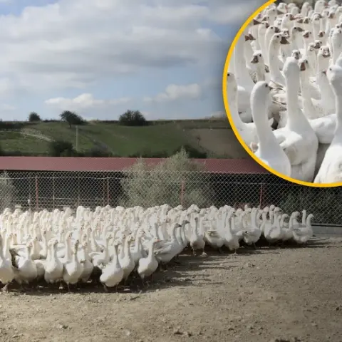 Şehir hayatını bir çırpıda sildiler, hayatları değişti! 50 kazla başladılar, şimdi paraya para demiyorlar