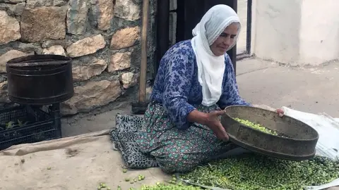 Kilosu 400 liradan kapış kapış gidiyor: Altın madalyalı Derik zeytininde hasat zamanı