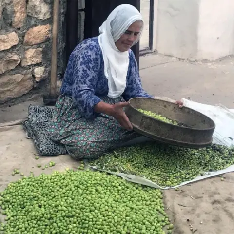 Kilosu 400 liradan kapış kapış gidiyor: Altın madalyalı Derik zeytininde hasat zamanı