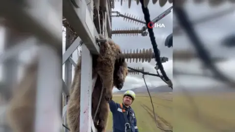 Erzurum Palandöken'de elektrik direğine tırmanan yavru ayı akıma kapıldı