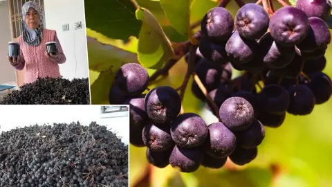 Oğlunun önerisiyle başladı, 4 yılda verim arttı: Kilosuyla değil yarım kilosuyla 400 liraya satıyor