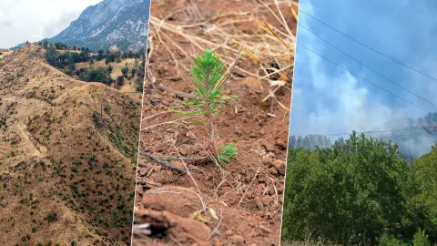 Şakalaşmanın sonu orman alevlere teslim oldu: 27 bin fidan ekildi ‘10 yıl içinde yeniden canlanacak’