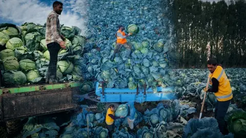 Bu tarlanın sırrı başka! Nesilden nesile üretiliyor: Tanesi 100 TL'den kapış kapış satılıyor