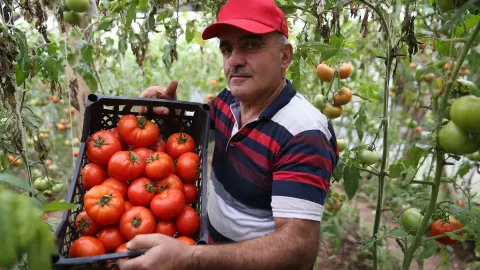 Devlet desteğiyle üretimini 7 kat artırdı: İki ton domatesten 100 bin TL kazandı