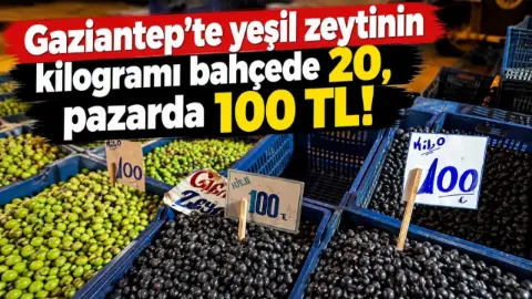 Gaziantep'te yeşil zeytinin kilogramı bahçede 20, pazarda 100 TL!