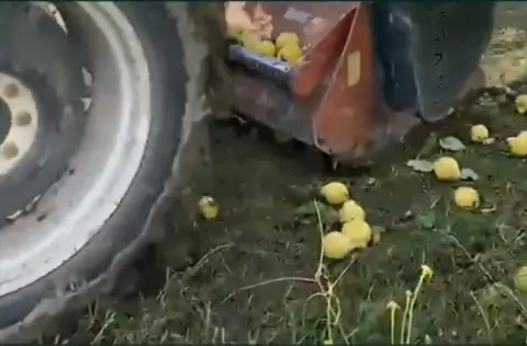 Yasaklı ilaç tespit edildi: 15 ton ayva imha edildi