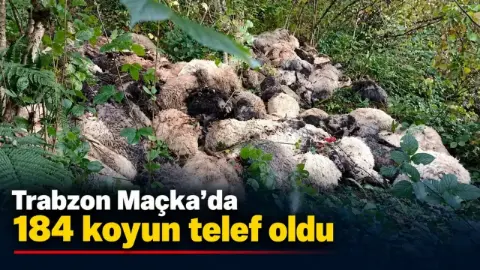 Yabani hayvandan ürken 184 koyun uçurumdan yuvarlanıp telef oldu