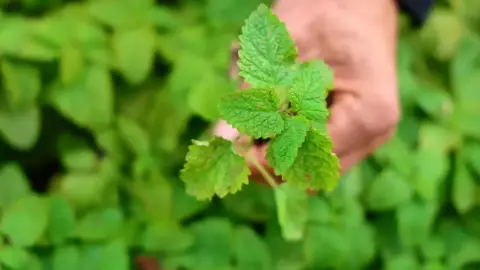 Beş dönümlük dağlık araziyi, tıbbi aromatik bitki bahçesine çevirdi