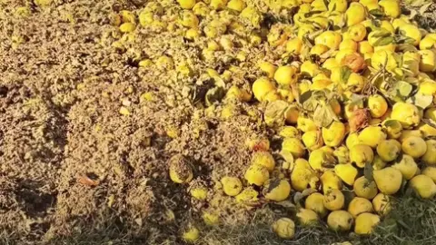 Yasaklı ilaç tespit edildi: 15 ton ayva imha edildi