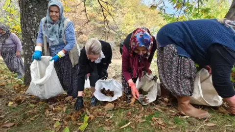 Nazilli'de bir ilk! Kestane şenliği yapılacak