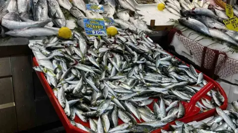 Kocaeli'de balık tezgahlarında bolluk var! "Türkiye'nin en ucuz yiyeceği