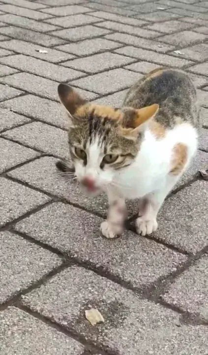 Balıkçı malzemeleri kediyi yaraladı