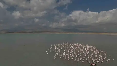 Arin Gölü'nde Flamingolar Bu Yıl Gecikmeli Bir Manzara Oluşturdu