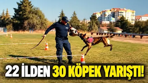 Jandarma köpekleri yarıştı