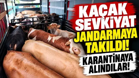 Kaçak hayvan taşımacılığına darbe! 29 büyükbaş yakalandı