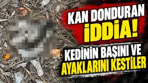 Kan donduran iddia! Kedinin başını ve ayaklarını kestiler