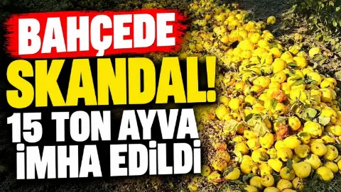Vatandaşa yedireceklerdi! 15 ton ayva imha edildi