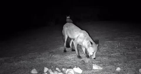 Ganos Dağları'nın Gizli Dünyası Fotokapanlara Yansıdı
