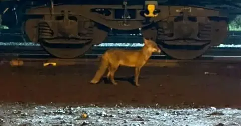 Muratlı'da Tilki Hareketliliği: Tren İstasyonu Yakınında Görüldü