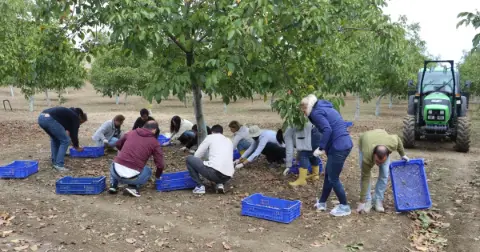Tekirdağ'da Ceviz Hasadı Başladı, 6,5 Ton Ürün Bekleniyor