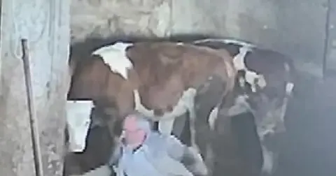 Sevmek istediği ineğinin tekmesiyle yere düştü