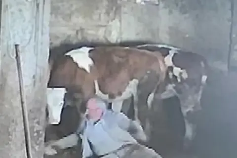 Sevmek istediği ineğinin tekmesiyle yere düştü
