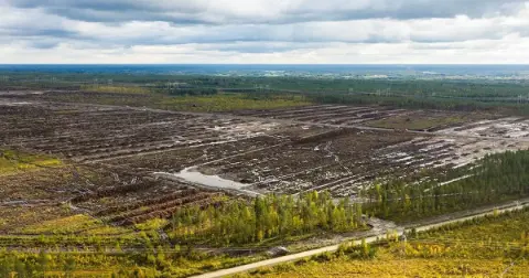 Finlandiya Google'ın veri merkezi alanı için orman temizlemesine cezai soruşturma başlattı