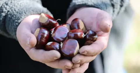 Bursa'da kestane üreticisinin yüzü güldü! 2014'ten bu yana mücadele ediliyordu